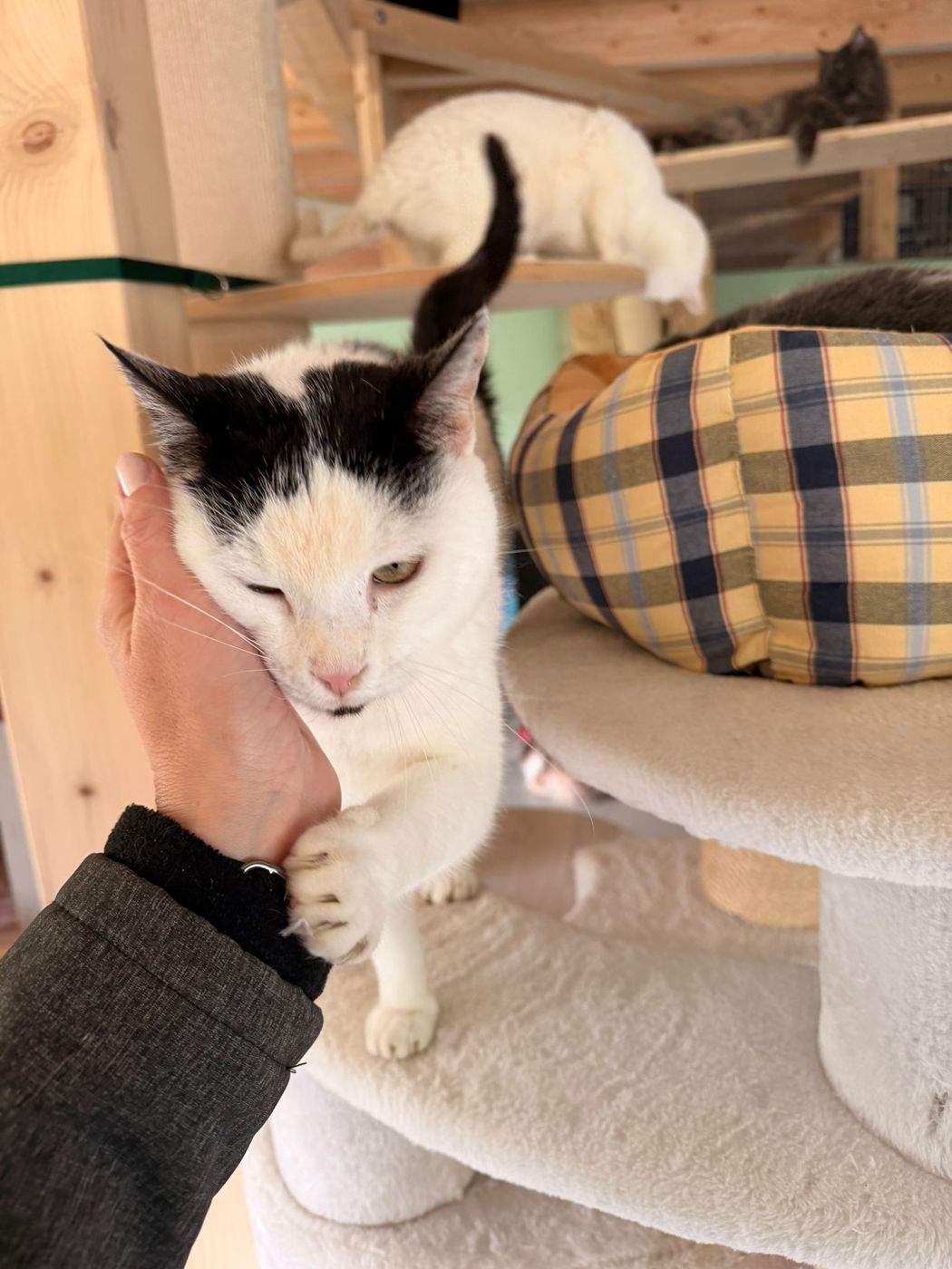 Un chat noir et blanc caressé sur son arbre à chat