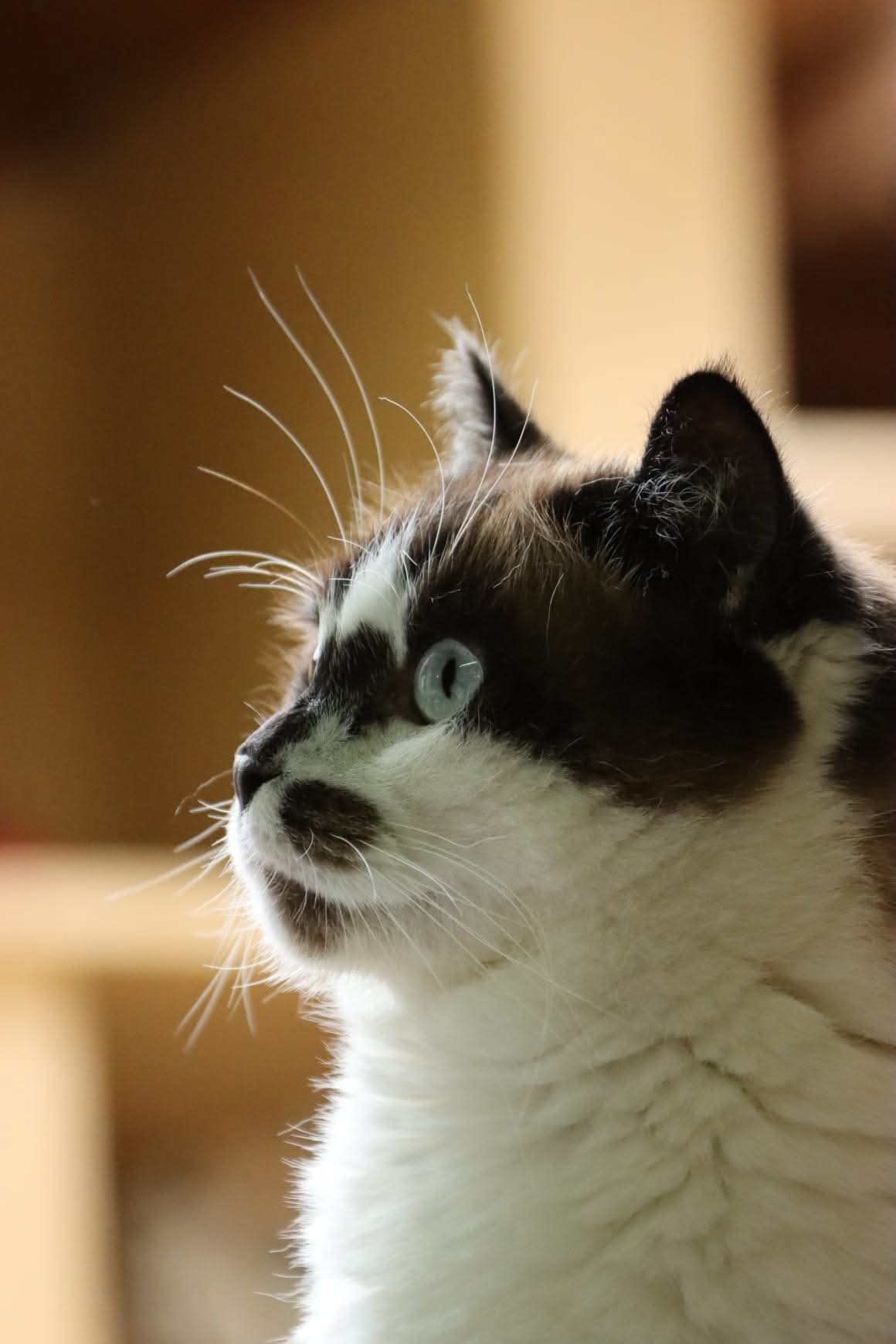 Un chat noir et blanc aux yeux bleus, de profil