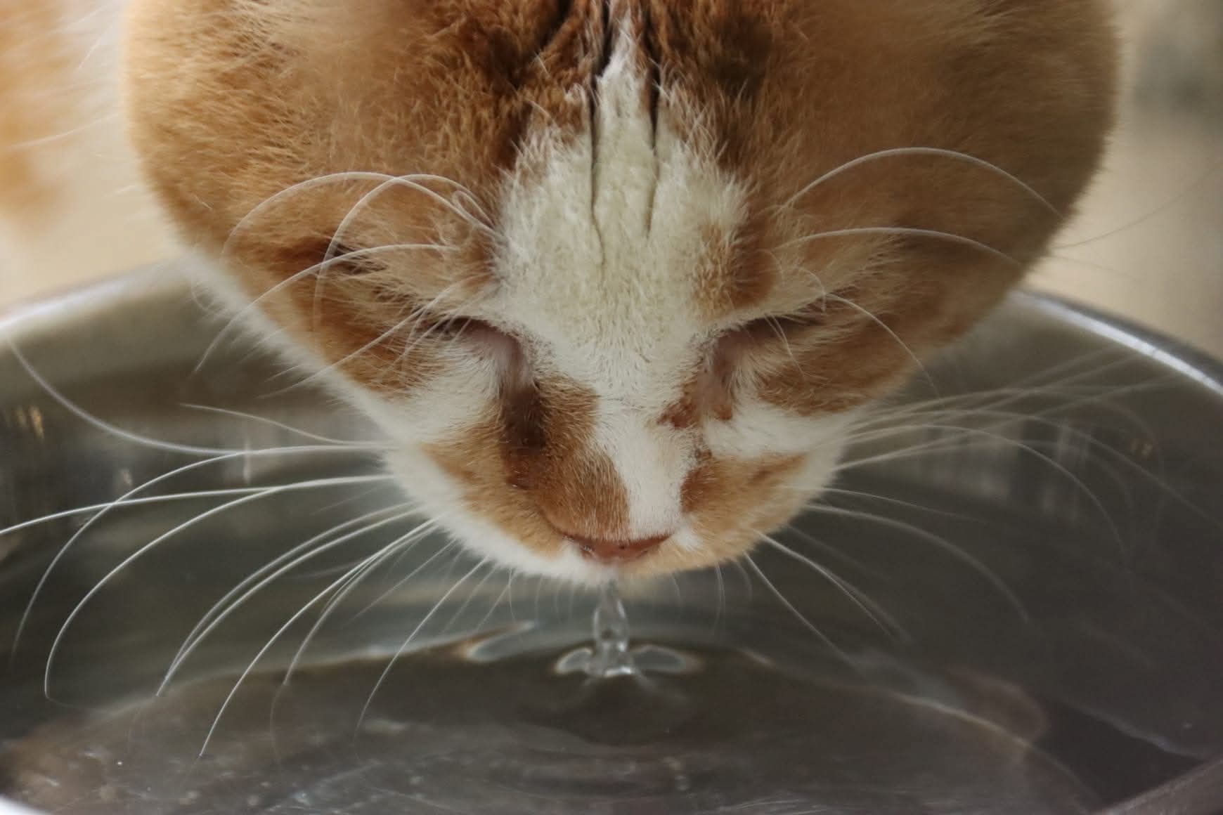 Un chat roux et blanc du refuge boit dans une gamelle d'eau, les yeux fermés