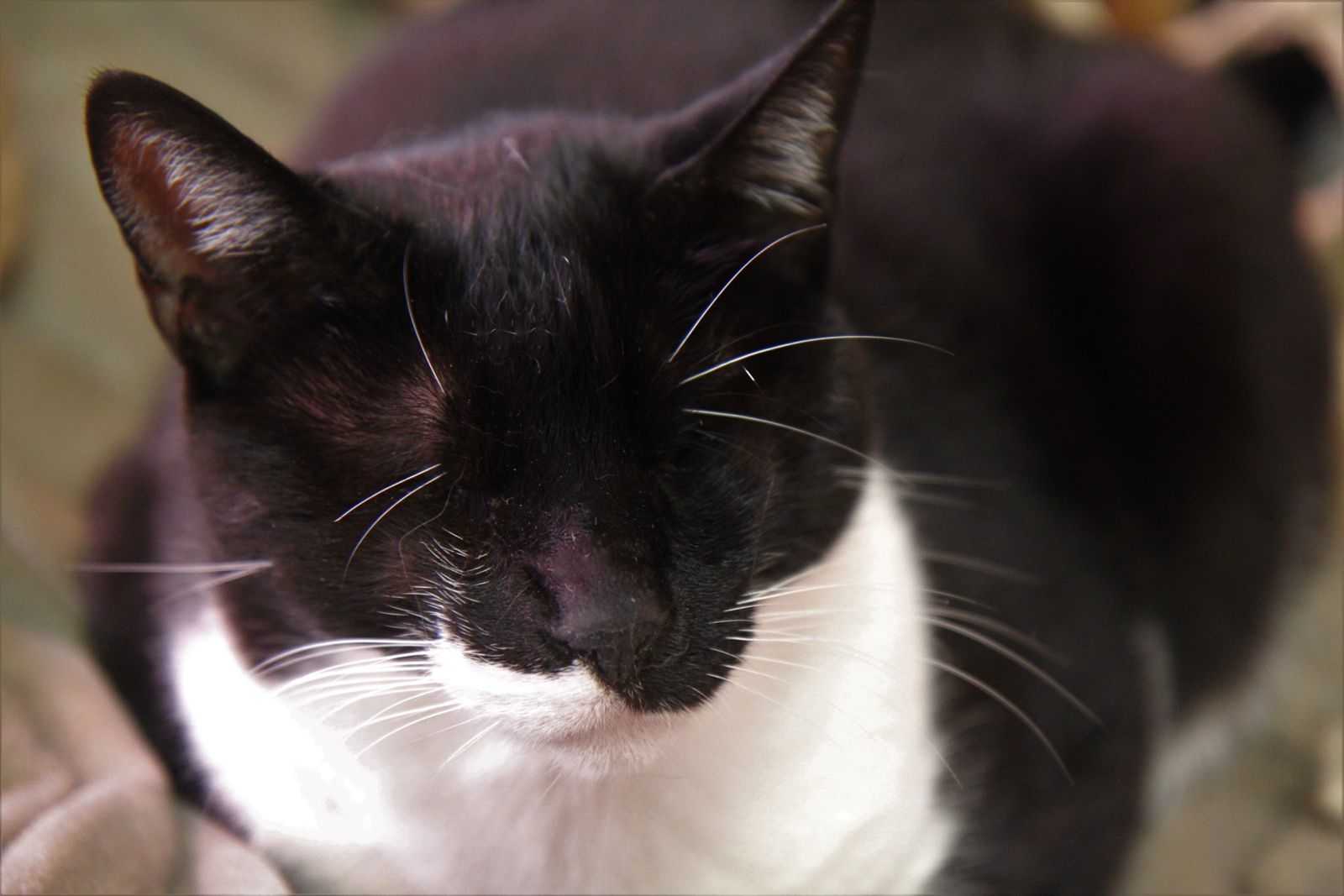 Orca, chatte noire et blanche, les yeux fermés