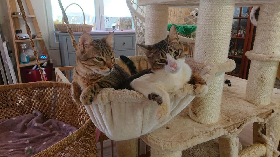 Savannah et Jungle couchés côte à côte dans un panier suspendu