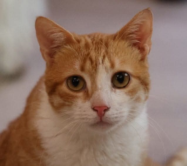 Scany, chatte rousse et blanche, regarde l'objectif