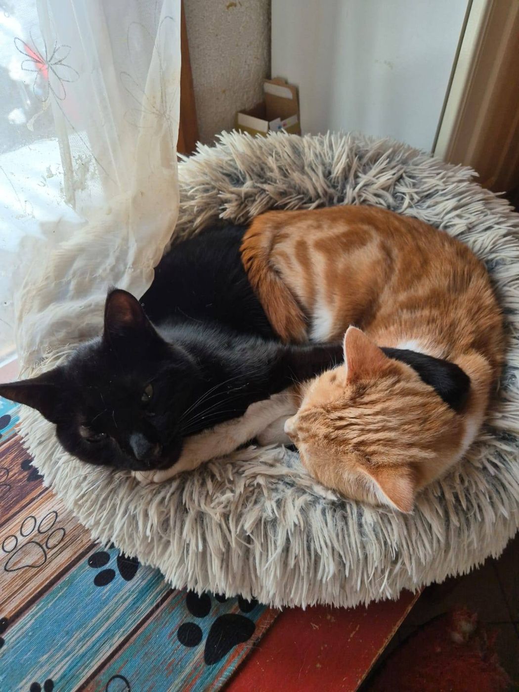 Un chat roux et un chat noir endormis ensemble dans un panier