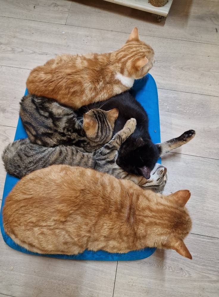 Quatre chats endormis les uns contre les autres