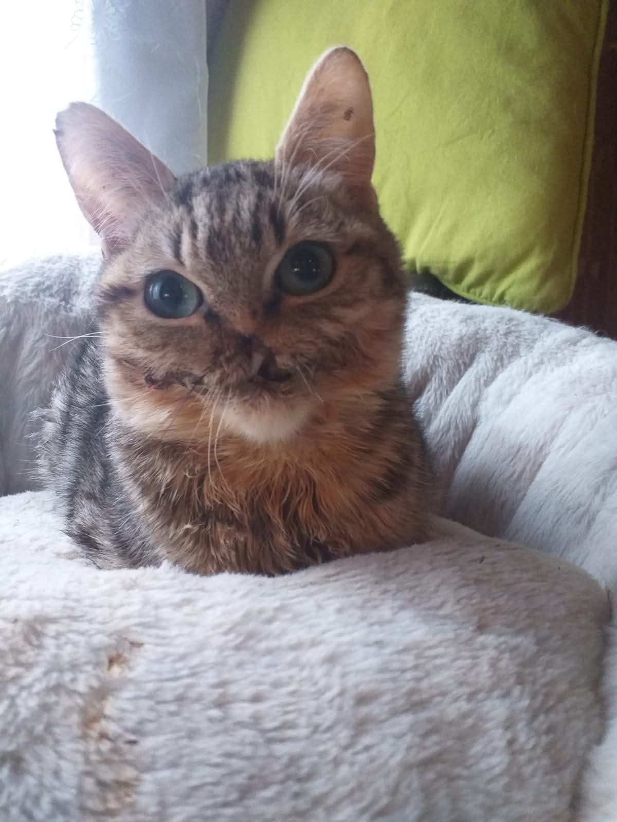 Uvador, dit Kiki, chat tigré couché dans un panier, le museau abîmé